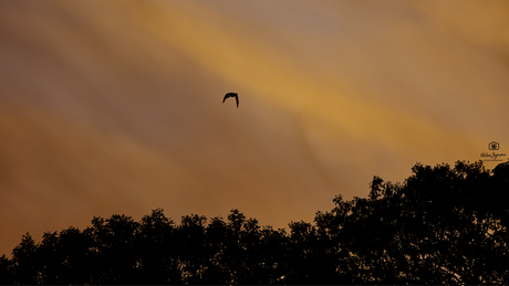 flying away...