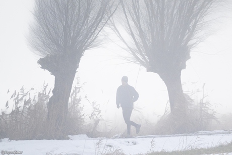 winterloop tussen de knorwilgen