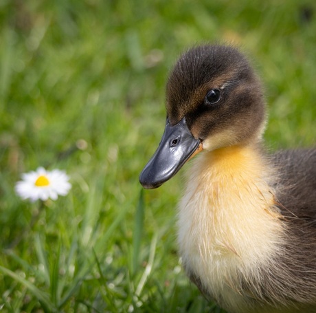 Nieuwgierig eendje