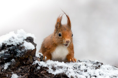 Eekhoorntje in de sneeuw