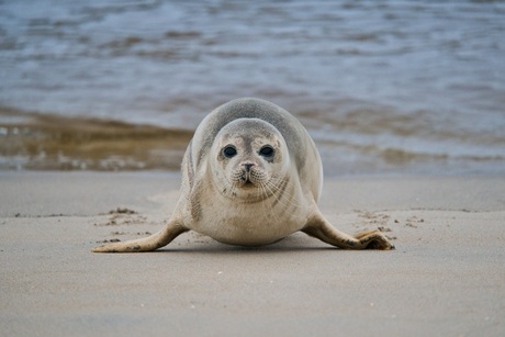 Zeehond