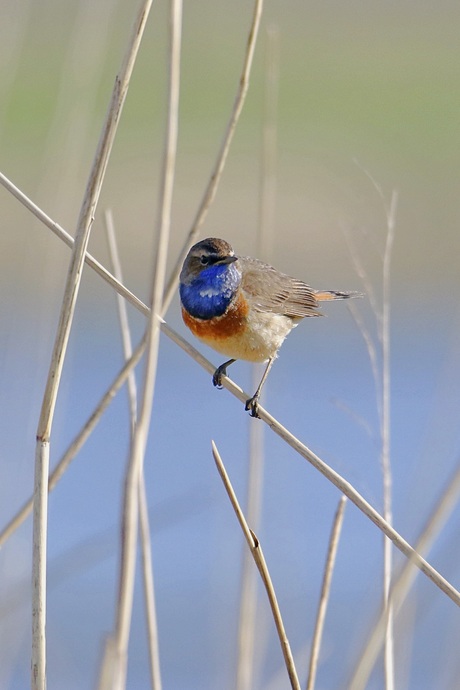 Blauwborst
