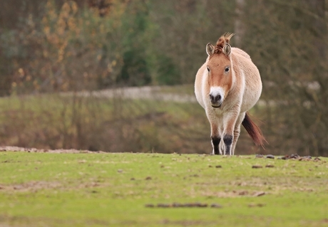 Przewalski paard