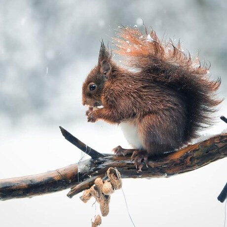 Lekker eten in de sneeuw