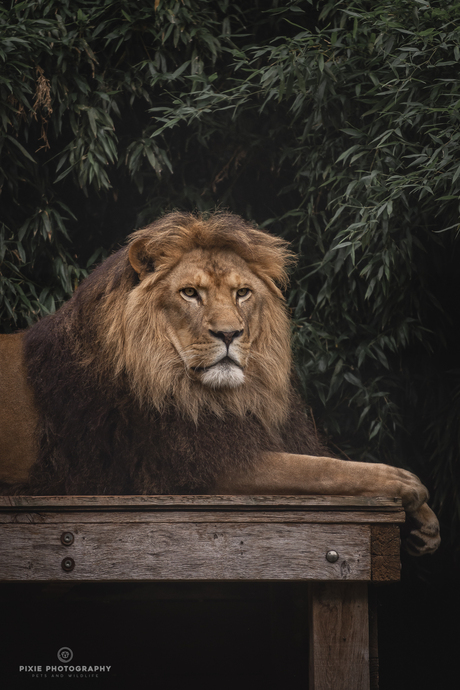 Leeuw Simba in Landgoed Hoenderdaell tussen de bladeren