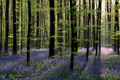 Hallerbos