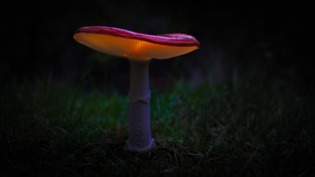 Vliegenzwam light painting