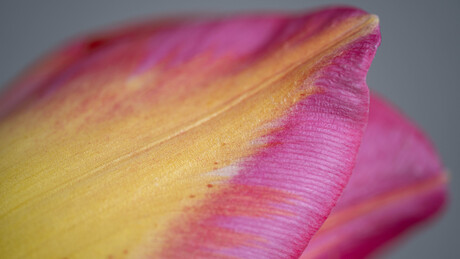 De Tom Pouch tulp. 