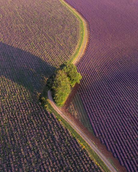 Lavender roads