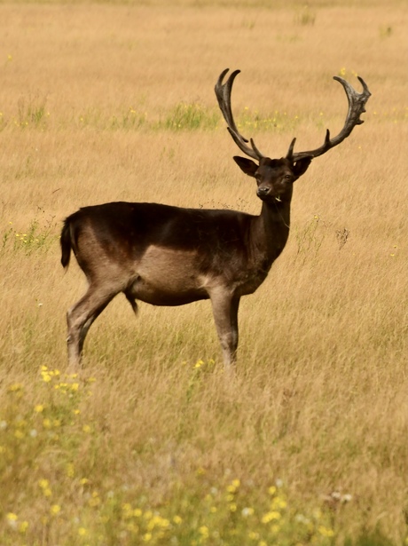 Mooi 🦌 