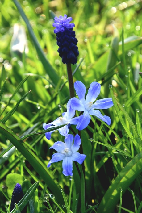 Bloemen in het gras