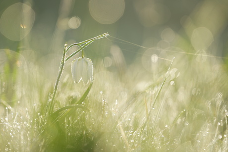 Kievitsbloem met dauwdruppels 