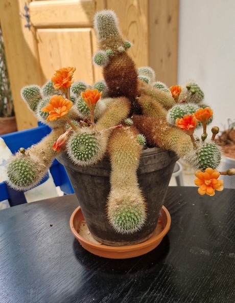 Cactussen 