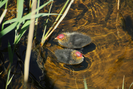 jonge waterkippen