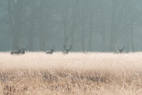 Edelherten op de Hoge Veluwe