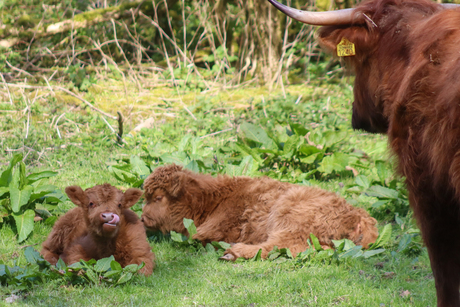 Schotse Hooglanders
