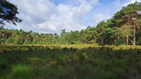 Heide in het zonnetje