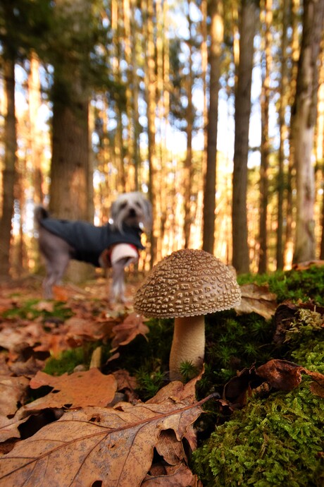 Paddestoel in herfstbos met Chinese naakthond op de achtergrond 