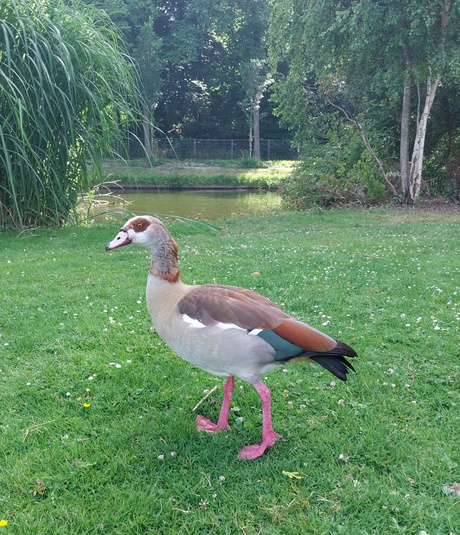 Nijlgans in Westbroekpark. 