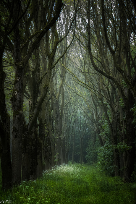 hoge bomen