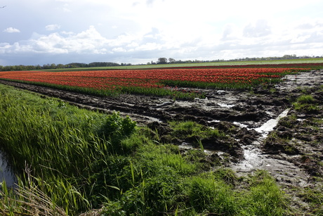 Tulpenveld na heel veel regen.