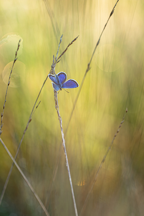 En er was blauw