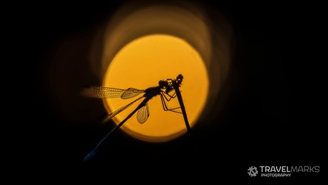 Macrofotografie libelle