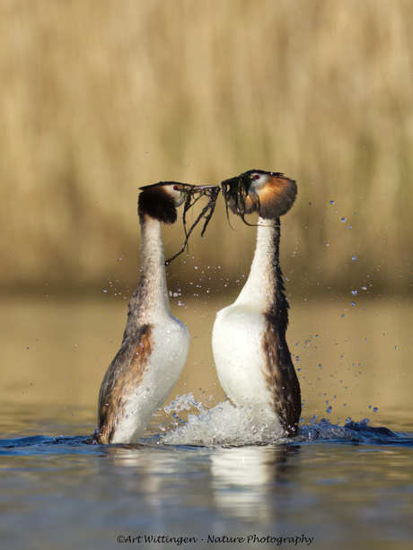 Paringsdans met bruidsschat