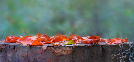 blaadjes van de bomen............