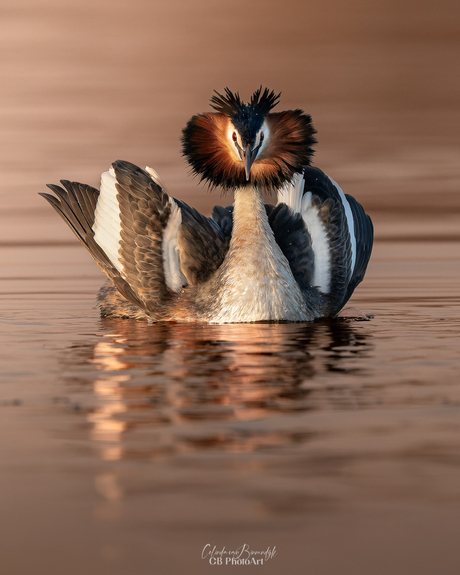 Fuut in admiraalhouding