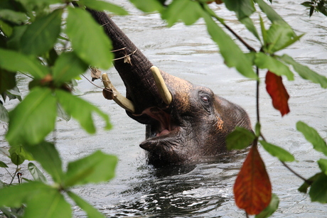 Olifant in het water