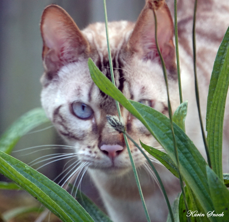 "Voel me bekeken..."