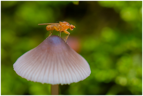Paddenstoel met vliegje (1)