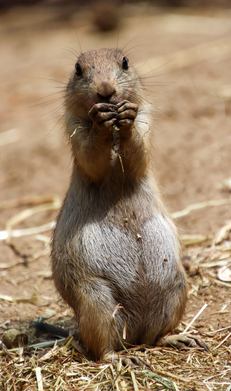 prairiehondje