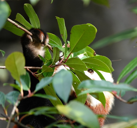 de kleine (rode) panda