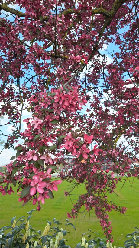 Mooie donkerrode bloesem