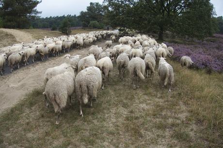 Schapen op de Heide