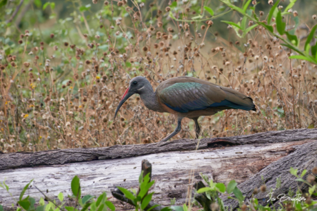 Hadada Ibis.