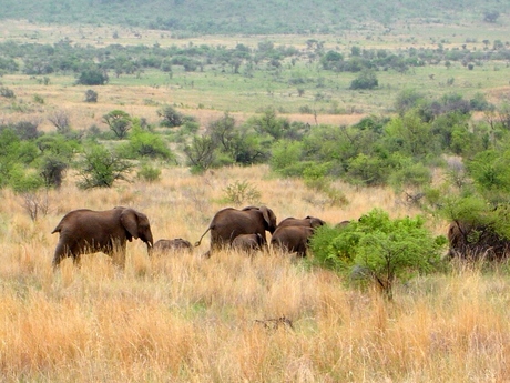 kudde olifanten op weg naar drinkplaats