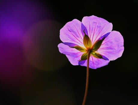 Zon door een bloem
