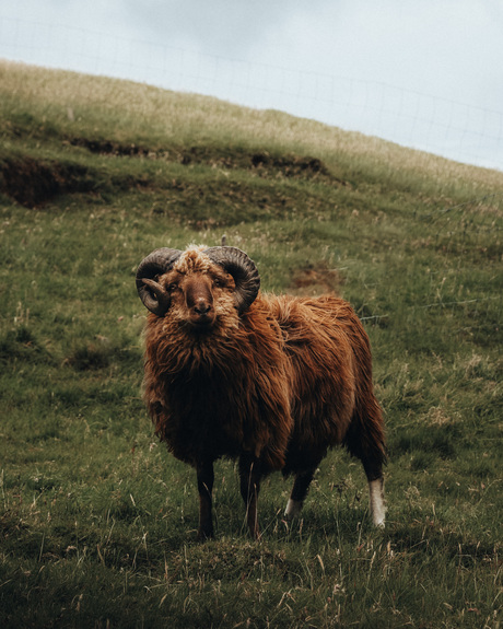 Faeröese Ram