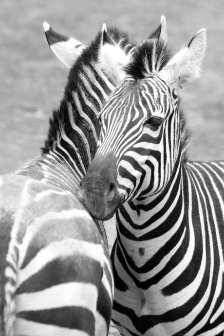 Zebra's
