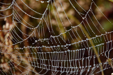 Spinnenweb