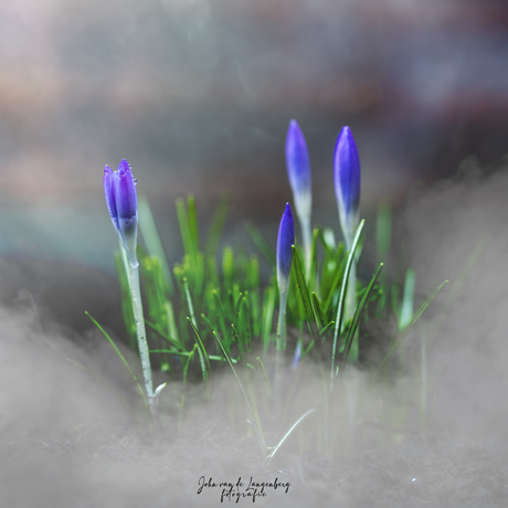 Lente, of toch nog niet