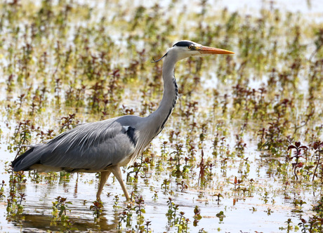 blauwe reiger