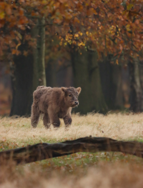 Schots hooglander kalf