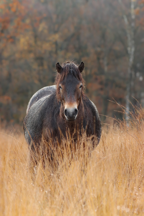 Exmoorpony