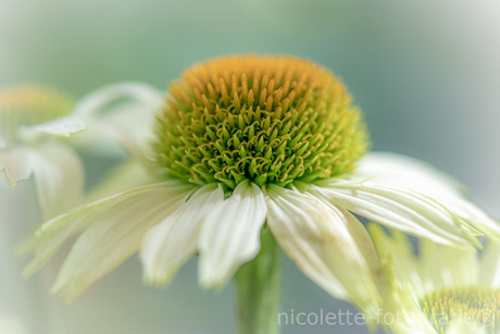 White beauty