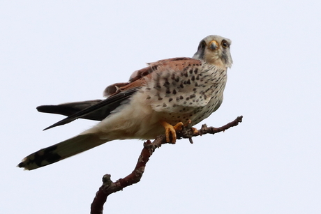 Torenvalk 1 spiedend