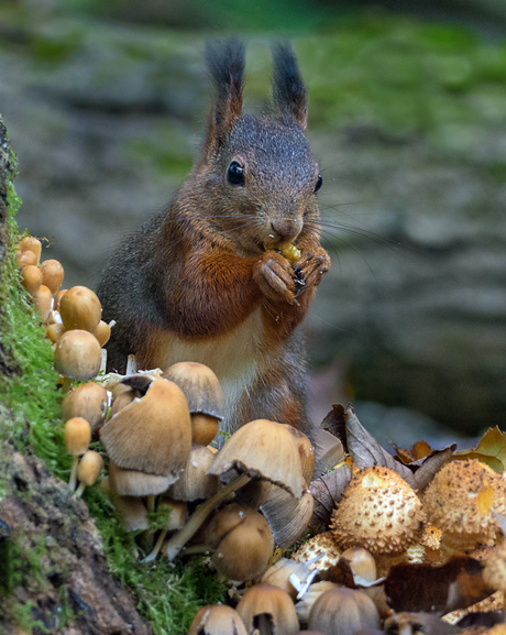 De rode eekhoorn en de paddenstoelen.